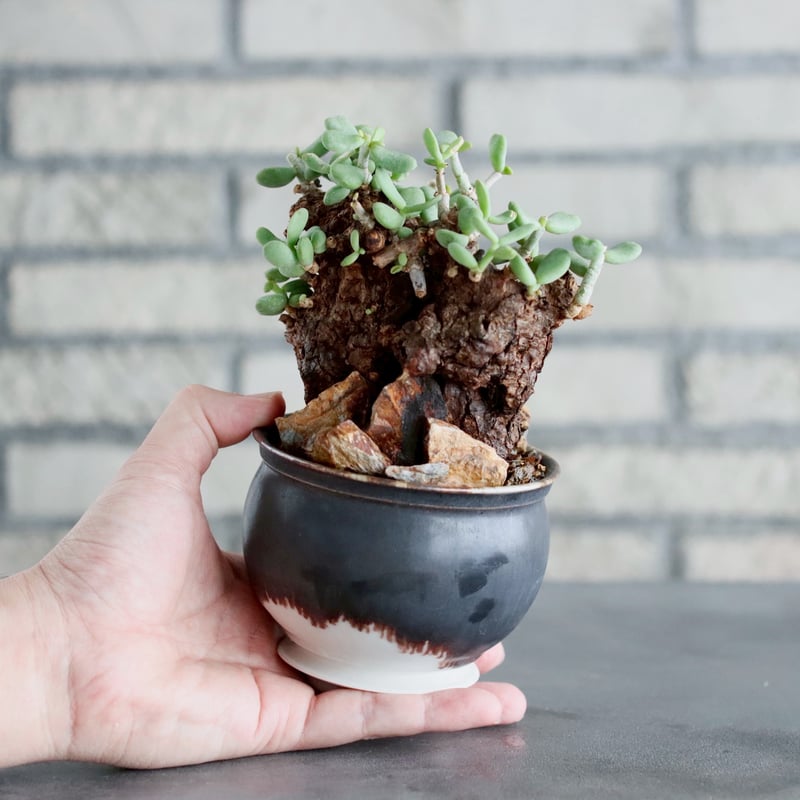 早い者勝ち特価！ 長期管理 現地球 ケラリア ピグマエア 中川智治 作家鉢 Ceraria pygmaea × 山山 特別共作鉢 (安西岳郎 × 中川智治) (3.5