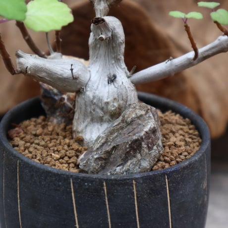 プレクトランサス エルンスティ/ Plectranthus ernstii   no.31266