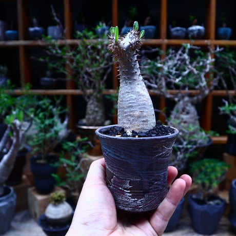パキポディウム  マカイエンセ／Pachypodium Makayense     no.81508