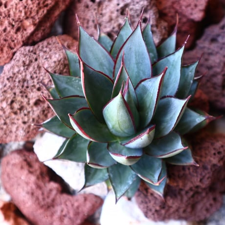 アガベ　ブルーグロー Agave 'Blue Glow'   no.30804