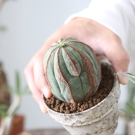 Euphorbia obesa ♀ × YAMABACHI var. takero pot  no.51211