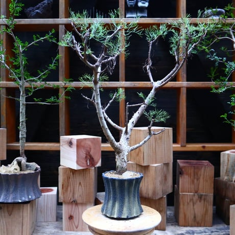 コミフォラ  クラウセリアナ／Commiphora  kraeuseliana   no.62657