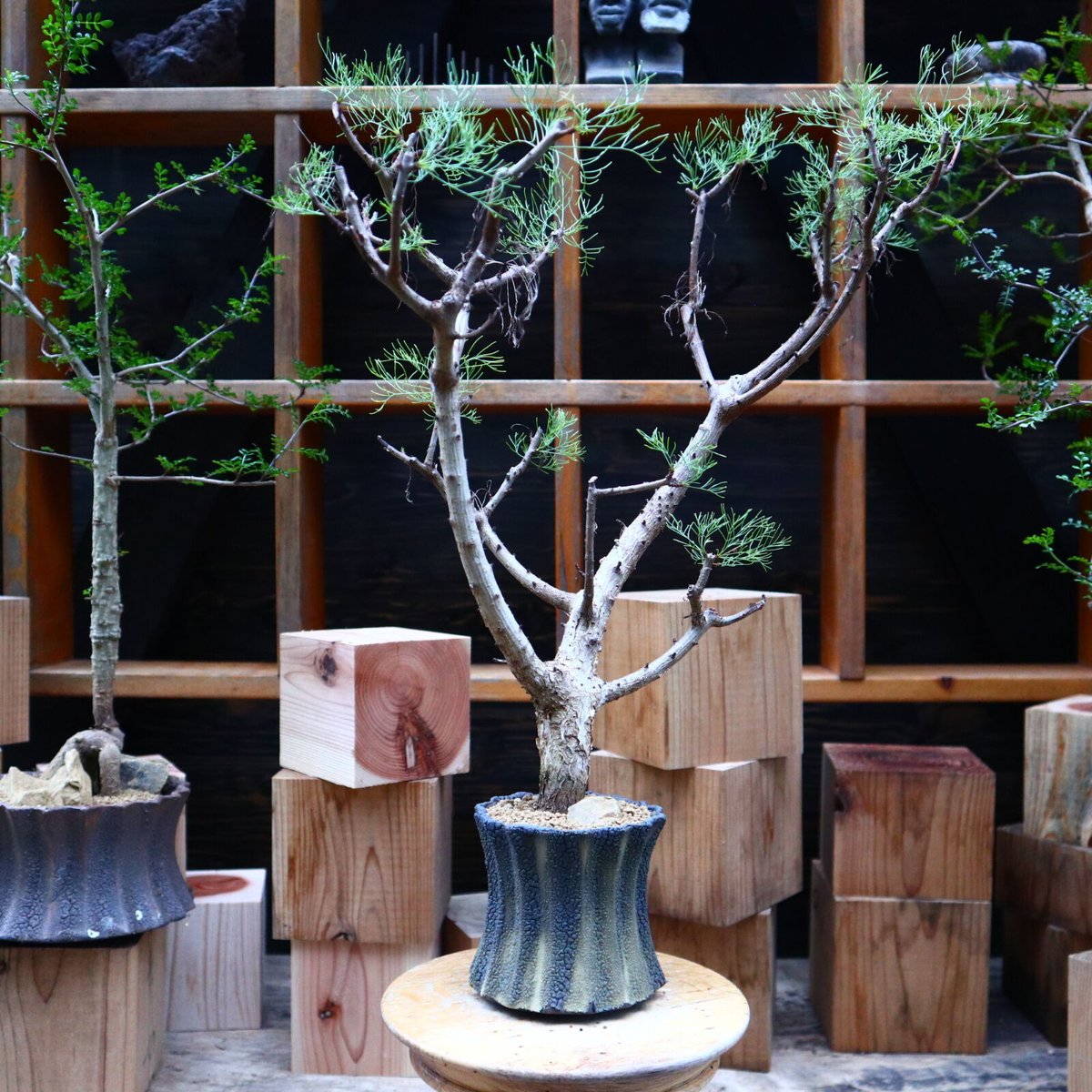 コミフォラ クラウセリアナ／Commiphora kraeuseliana no.62