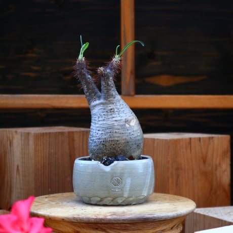 パキポディウム  グラキリス／Pachypodium  gracilius       no.60564