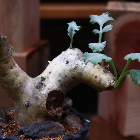ペラルゴニウム クリンガルドテンセ／Pelargonium Klinghardtense  no.90469