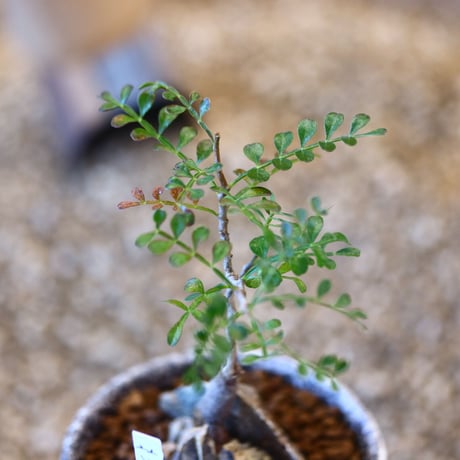 YAMABACHI ver. takero pot × Operculicarya  pachypus     no.102222
