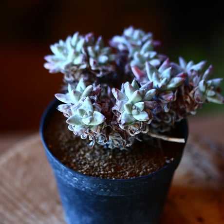 ダドレア グリーニー Dudleya greenei  no.111531②