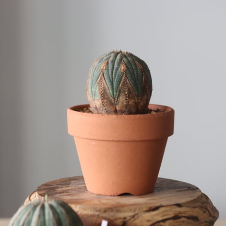 Euphorbia obesa × YAMABACHI var. N/OH  no.905-21