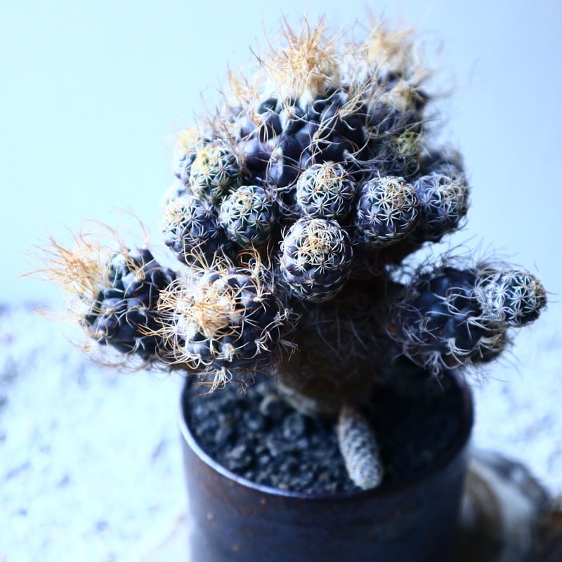 ツルビニカルプス 長城丸 Turbinicarupus pseudomacrochele  