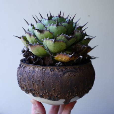 アガベ   ポタトラム    古株   Agave potatorum  old  no.51906