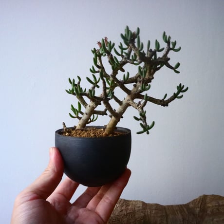 チレコドン  ブッコルジアヌス   Tylecodon  buchholzianus  No.001