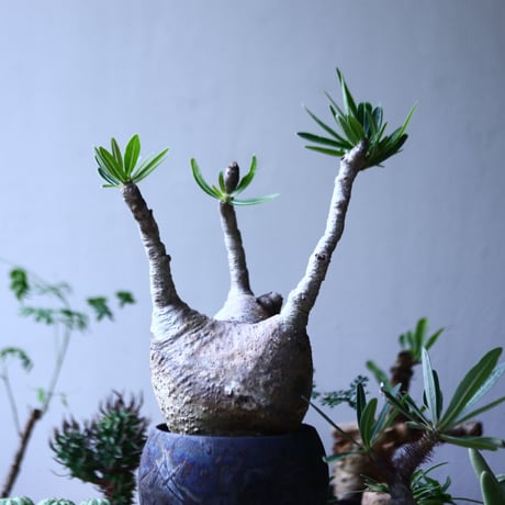 パキポディウム グラキリス   Pachypodium rosulatum var. gracilius no.90601