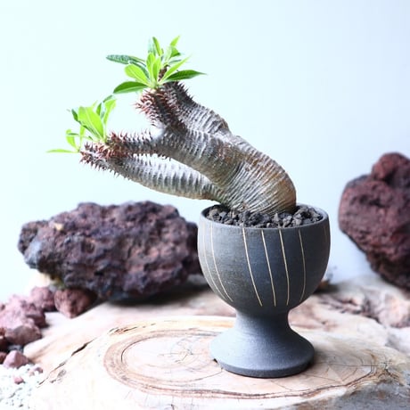 パキポディウム  マカイエンセ    Pachypodium Makayense  no.002