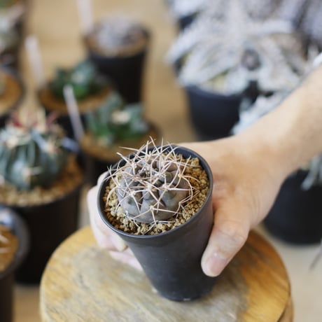 Gymnocalycium mazanense / 魔天竜 (2.5号)  no.1226/35
