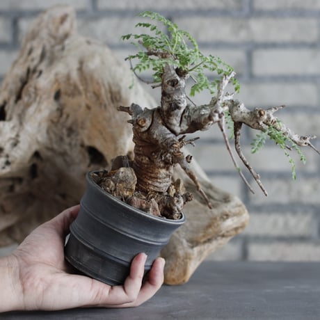 Boswellia neglecta × Yuta Uchida (3.5号)  no.629-41