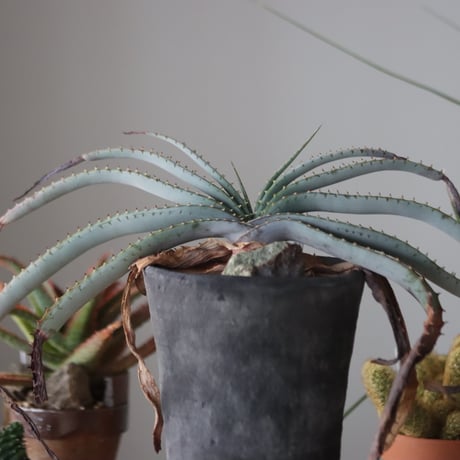 Aloe suprafoliata × ヒューマニティオリジナルポット ヤクモ no.51947