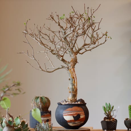 Bursera fagaroides × N/OH (4.5号)  no.111/1