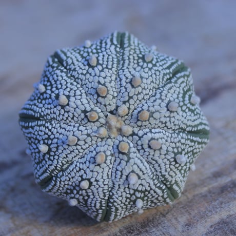 アストロフィツム   スーパー兜　抜き苗　 Astrophytum asterias 'Super Kabuto'      no.207/19