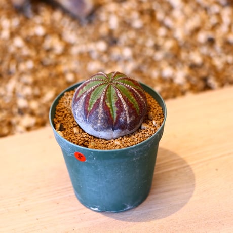 ユーフォルビア オベサ♂ / Euphorbia obesa    no.50708