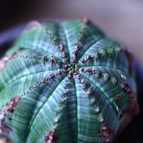 ユーフォルビア  オベサ    Euphorbia obesa　no.71924