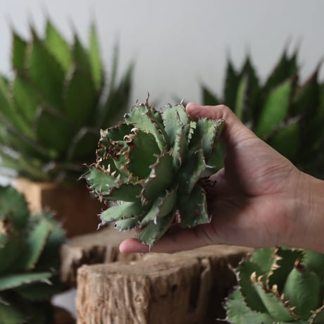 U.S. filigree (Agave titanota filigree)/ Style of Chika　no.1206-43