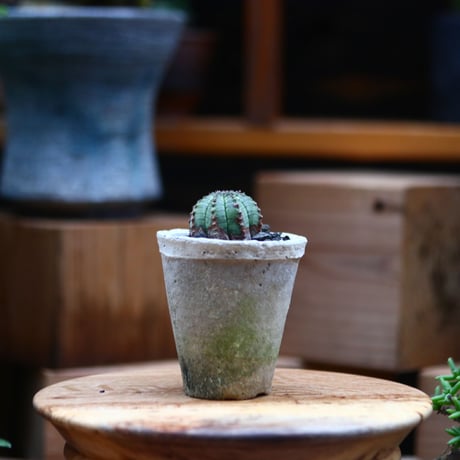 ユーフォルビア  オベサ hyb. ／Euphorbia obesa  hyb.    no.102421