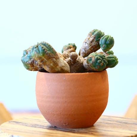N/OH × Euphorbia obesa hyb.   no.61807