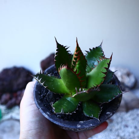 アガベ ホリダ   Agave horrida   no.72805