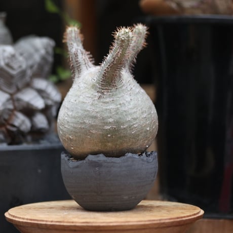 パキポディウム  グラキリス／Pachypodium  gracilius  no.11503