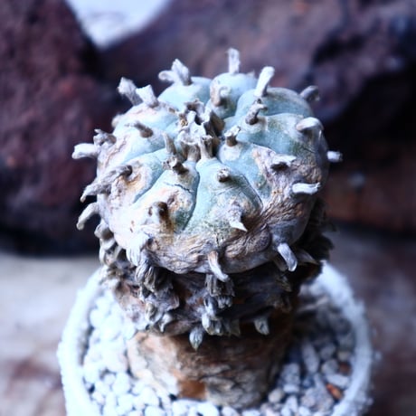 ロフォフォラ 烏羽玉      Lophophora williamsii　 no.22306