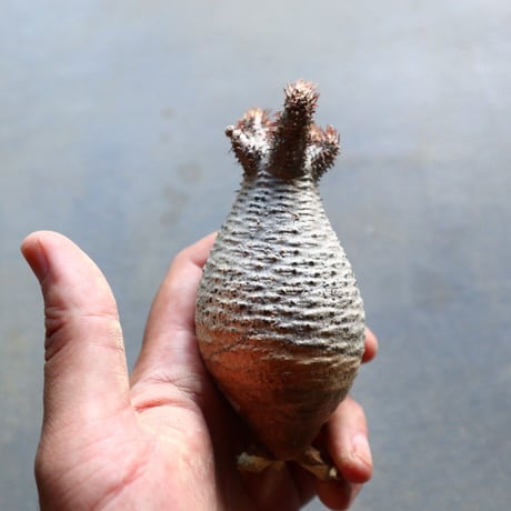 パキポディウム グラキリス 抜苗  Pachypodium rosulatum var. gracilius no.92923