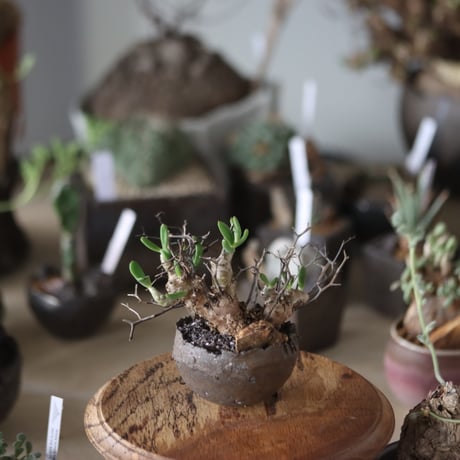 Tylecodon reticulate (万物想)× takero pot   no.1201-19