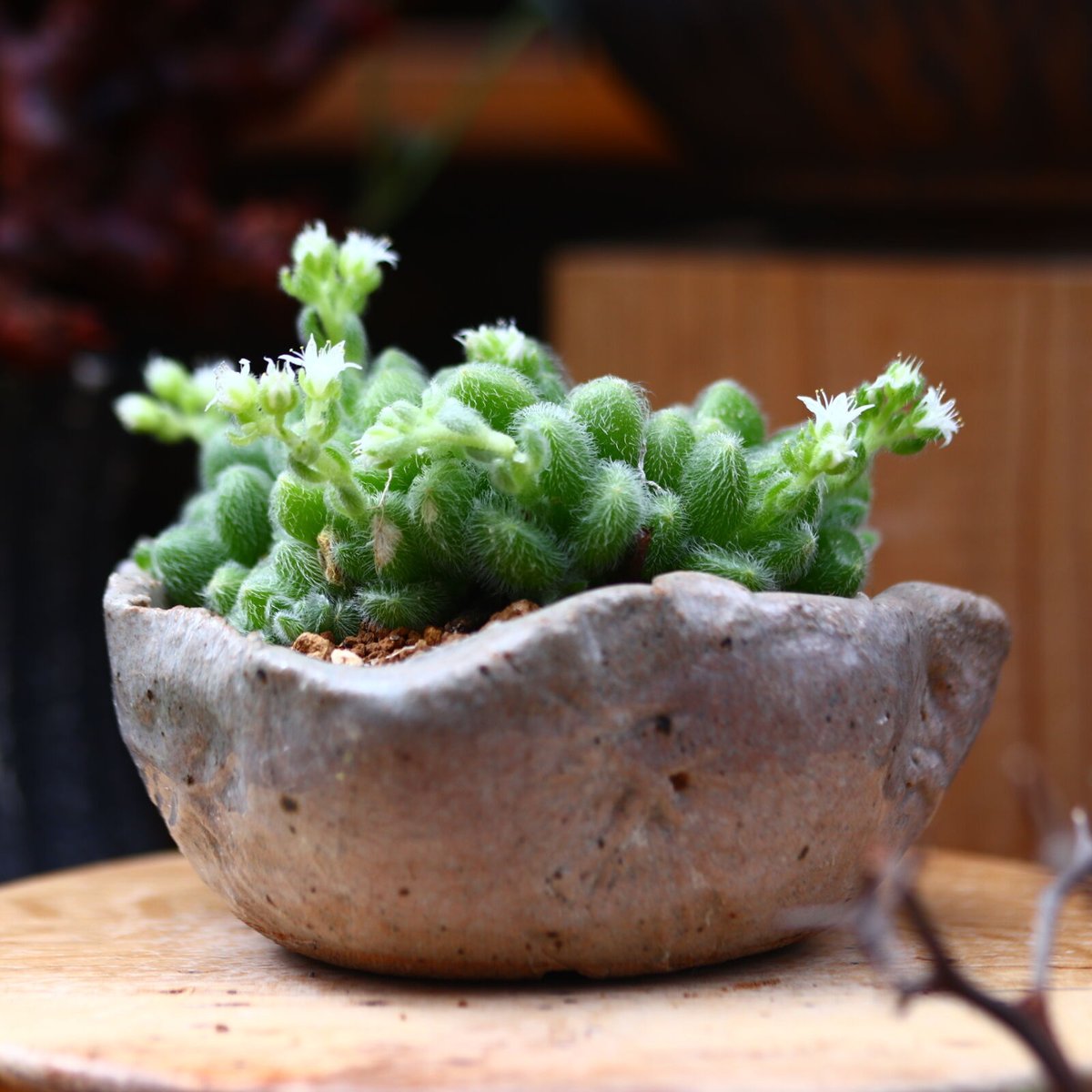 セダム モシニアナム (新ヒントニー)／Sedum mocinianum no.4032