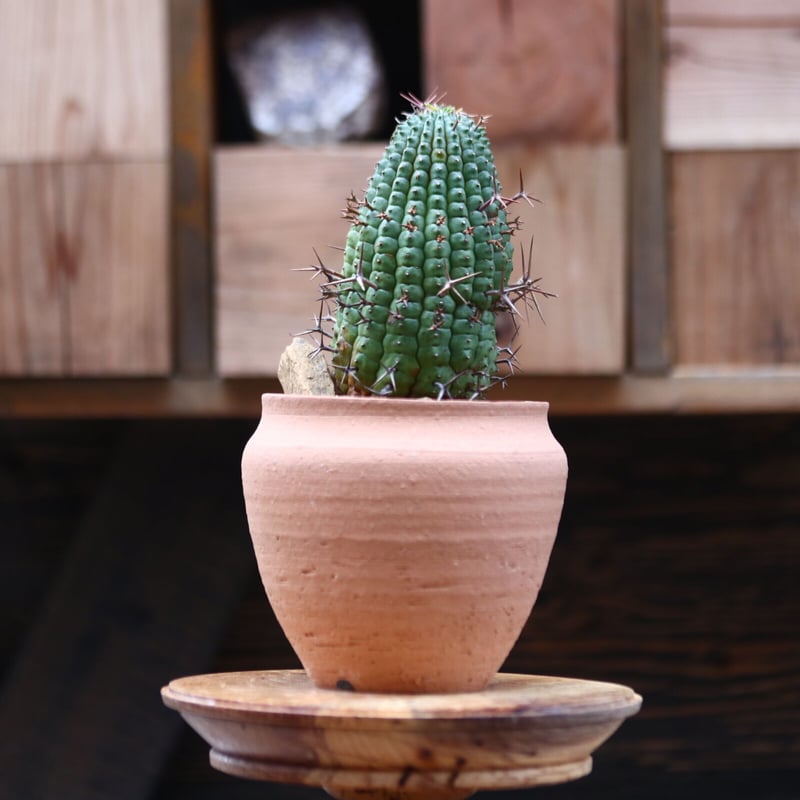 ユーフォルビア ステリスピナ メス雌♀ 子株7個付 群星冠 ガムケンシス