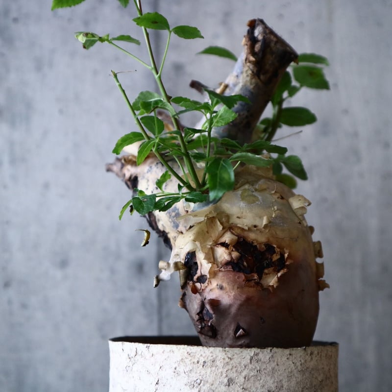 コミフォラ カタフ Commiphora kataf no.022 | 芽の巣山