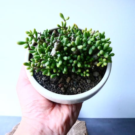 チレコドン   スカエフェリアヌス    Tylecodon schaeferanus  No.028
