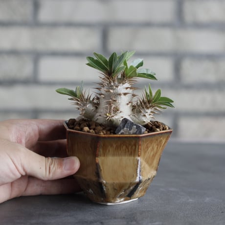 Pachypodium makayense × P＆A(3号)  no.706-33
