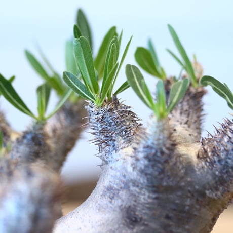 Pachypodium densiforum × Yuta Uchida   no.90330
