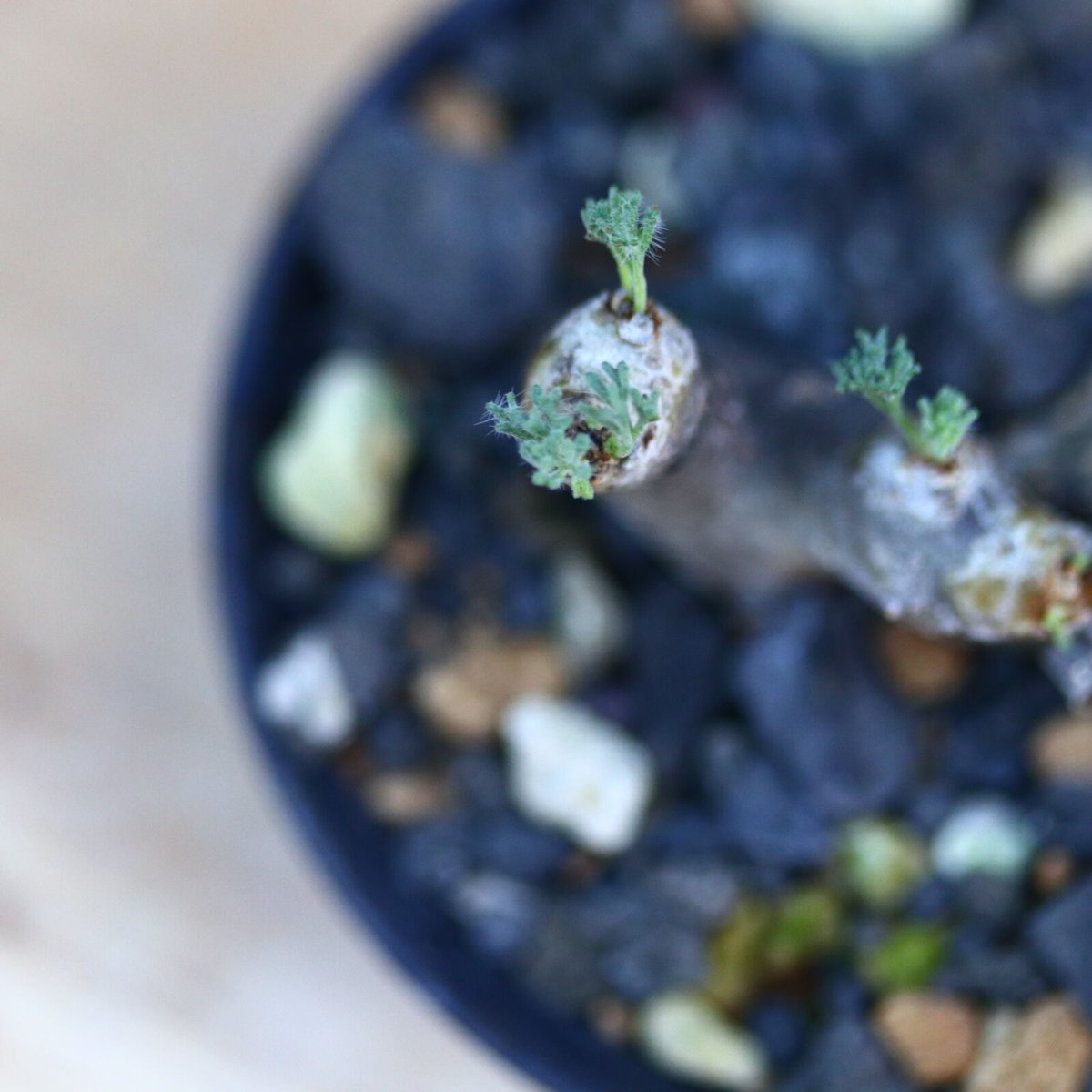 サルコカウロン ムルチフィズム／Sarcocaulon multifidum no.227