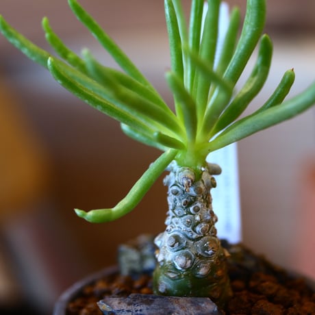 N/OH × Tylecodon wallichii    no.111918