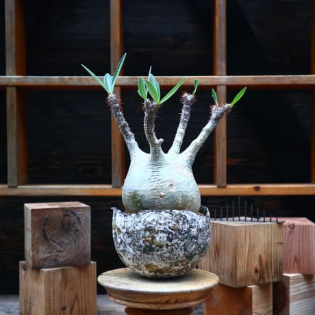 パキポディウム  グラキリス／Pachypodium  gracilius   no.80752