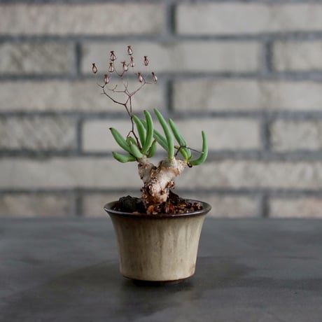 Tylecodon reticulate / 万物想 × Tomoharu Nakagawa (2.5号)  no.1019/23