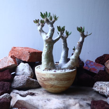 パキポディウム ブレビカリックス     Pachypodium densiflorum var. brevicalyx    no.42696