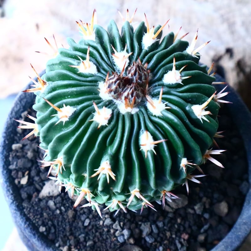 エキノフォスロカクタス 短刺縮玉 Echinofossulocactus zacateca エキノフォスロカクタス 短刺縮玉 Echinofossulocactus zacateca
