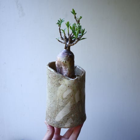 パキポディウム ビスピノーサム    Pachypodium bispinosum   no.51933