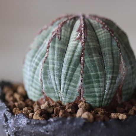 Euphorbia obesa × たけろうポット  no.714/36