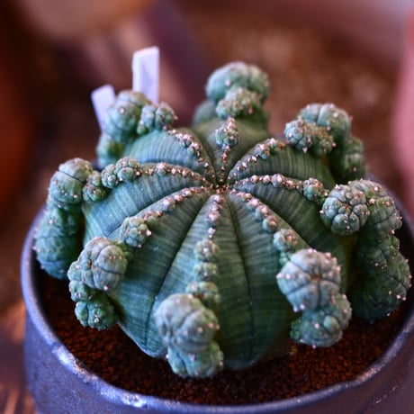 N/OH × Euphorbia symmetrica   no.111925