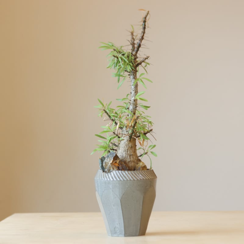 中型 塊根植物 Foquieria pulpusii 中型 塊根植物 Foquieria pulpusii 中型 塊根植物 Foquieria pulpusii