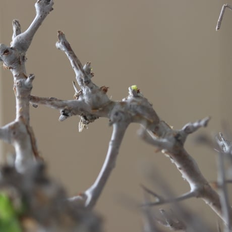 Commiphora wightii × N/OH   no.51241
