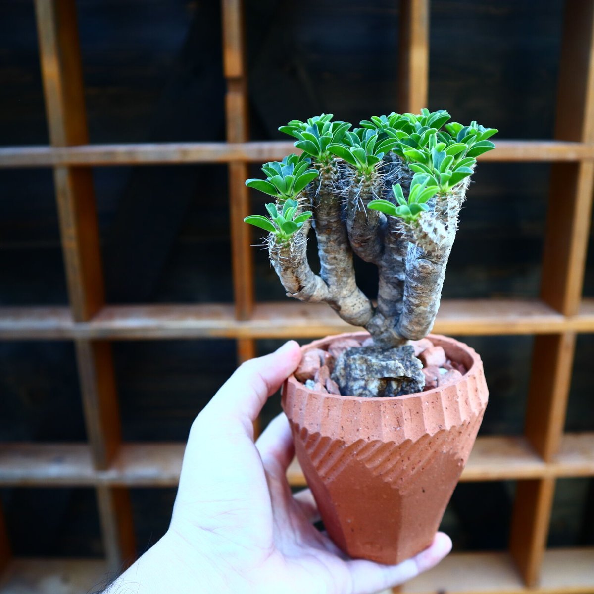 ユーフォルビア ギラウミニアナ／Euphorbia guillauminiana no...